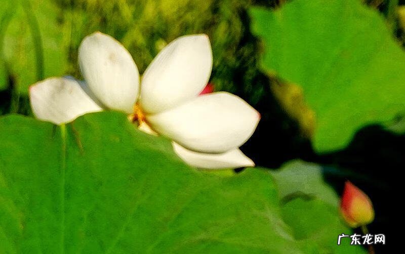 荷花资料 关于荷花的资料大全