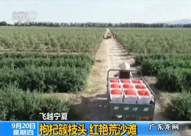 枸杞可以防风固沙吗 枸杞能起到防风固沙的作用吗?