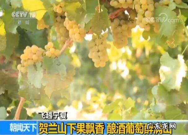 枸杞可以防风固沙吗 枸杞能起到防风固沙的作用吗?