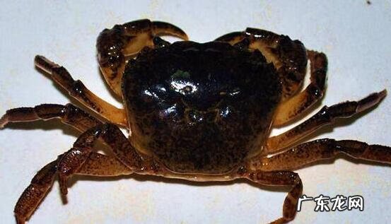 活螃蟹怎么保存一天一夜 活螃蟹怎么保存时间长