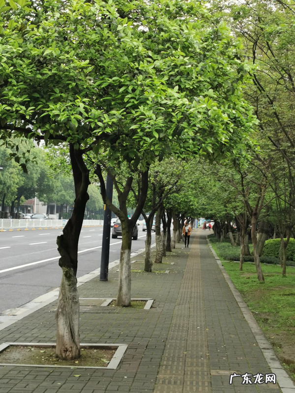 橘子花的功效与作用 橘子有花吗