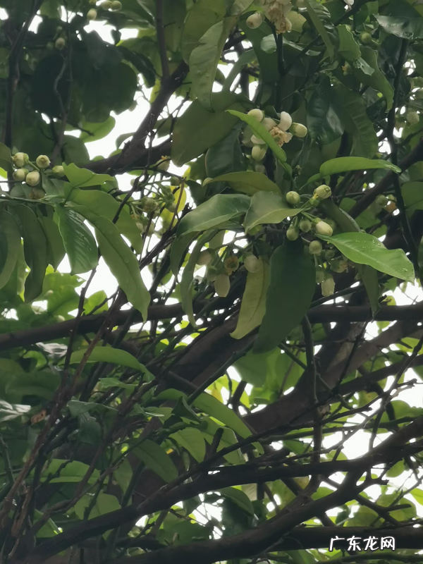 橘子花的功效与作用 橘子有花吗