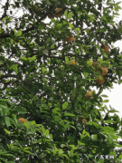 橘子花的功效与作用 橘子有花吗