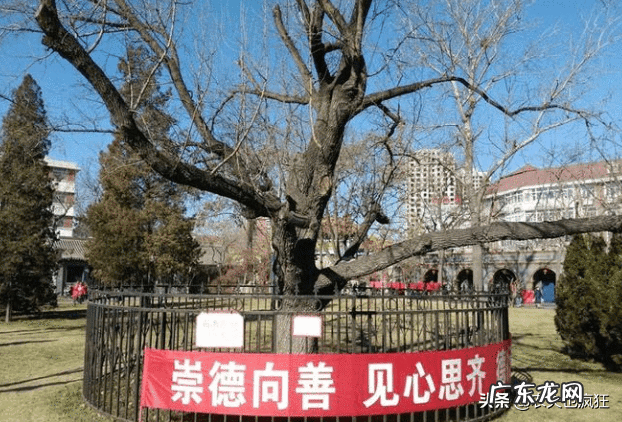 枣树栽在哪里好风水 枣子树风水方位