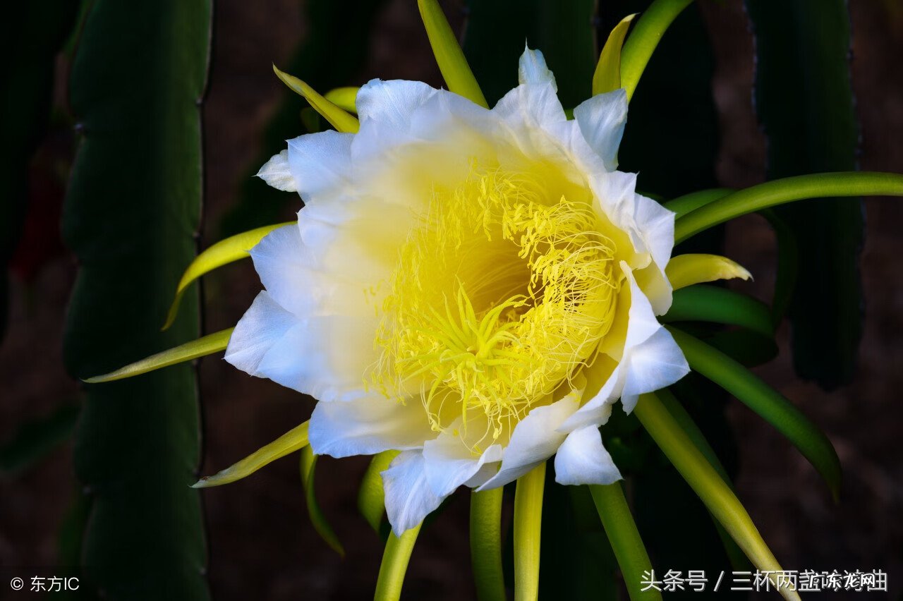 逍遥寻 问逍遥手游