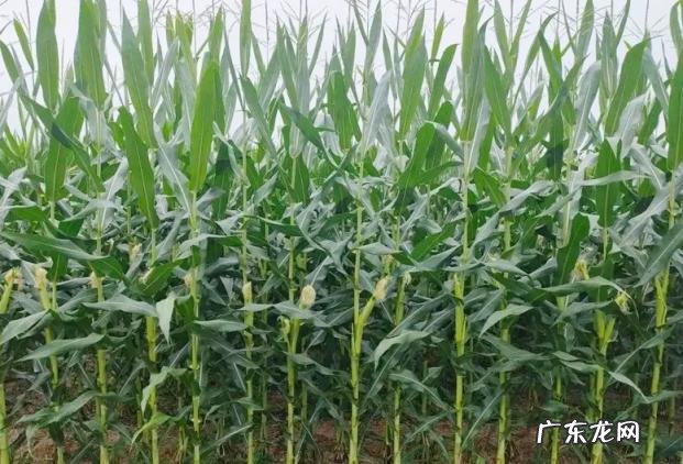 今年立秋是哪天2022 啥时立秋2020几点