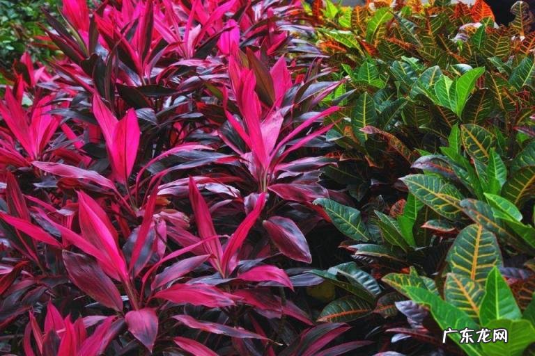 关于植物的资料有哪些,6个有关植物的知识点