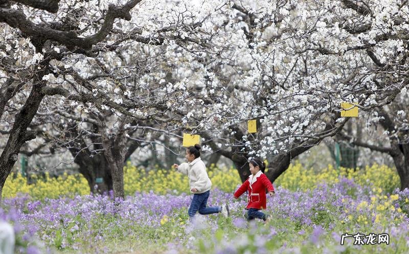 柘字的读音 柘的读音和意思