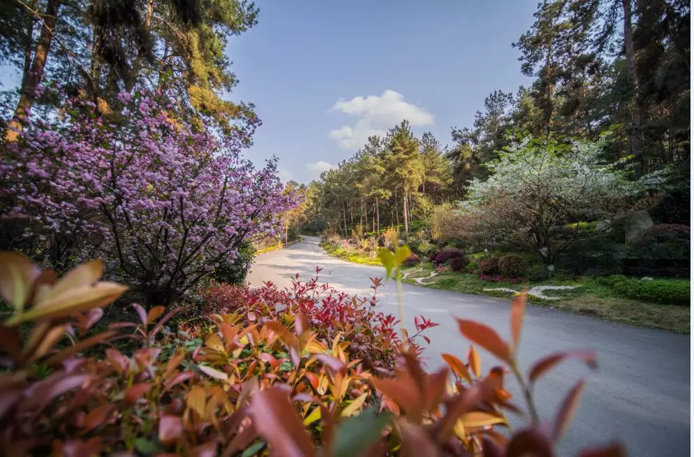 四川凤凰山在哪 贵州龙洞堡凤凰山风水