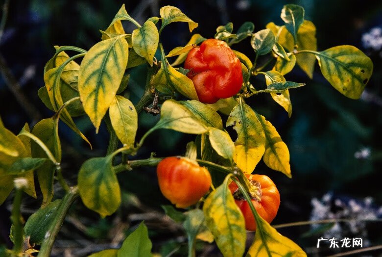 黄姚古镇有什么特点 黄姚古镇风水布局