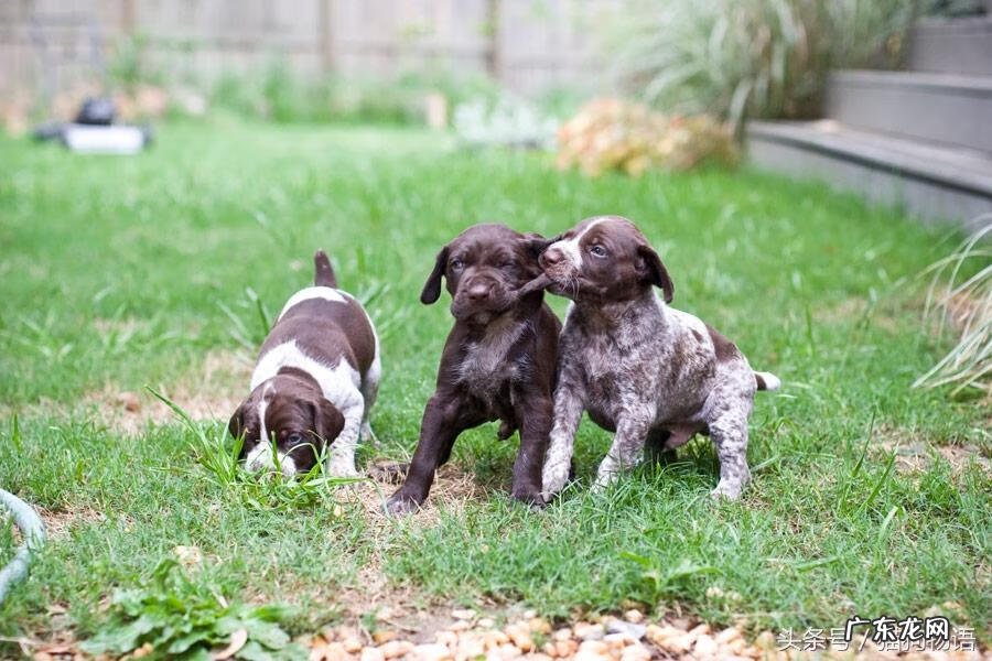 如何分辨波音达犬 波音达犬图片