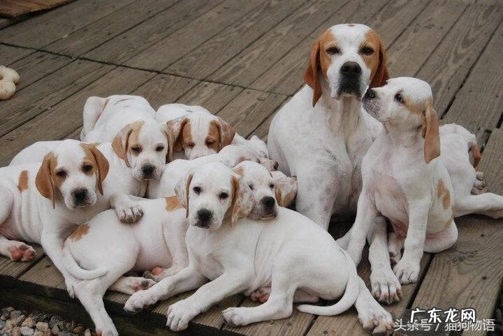 如何分辨波音达犬 波音达犬图片