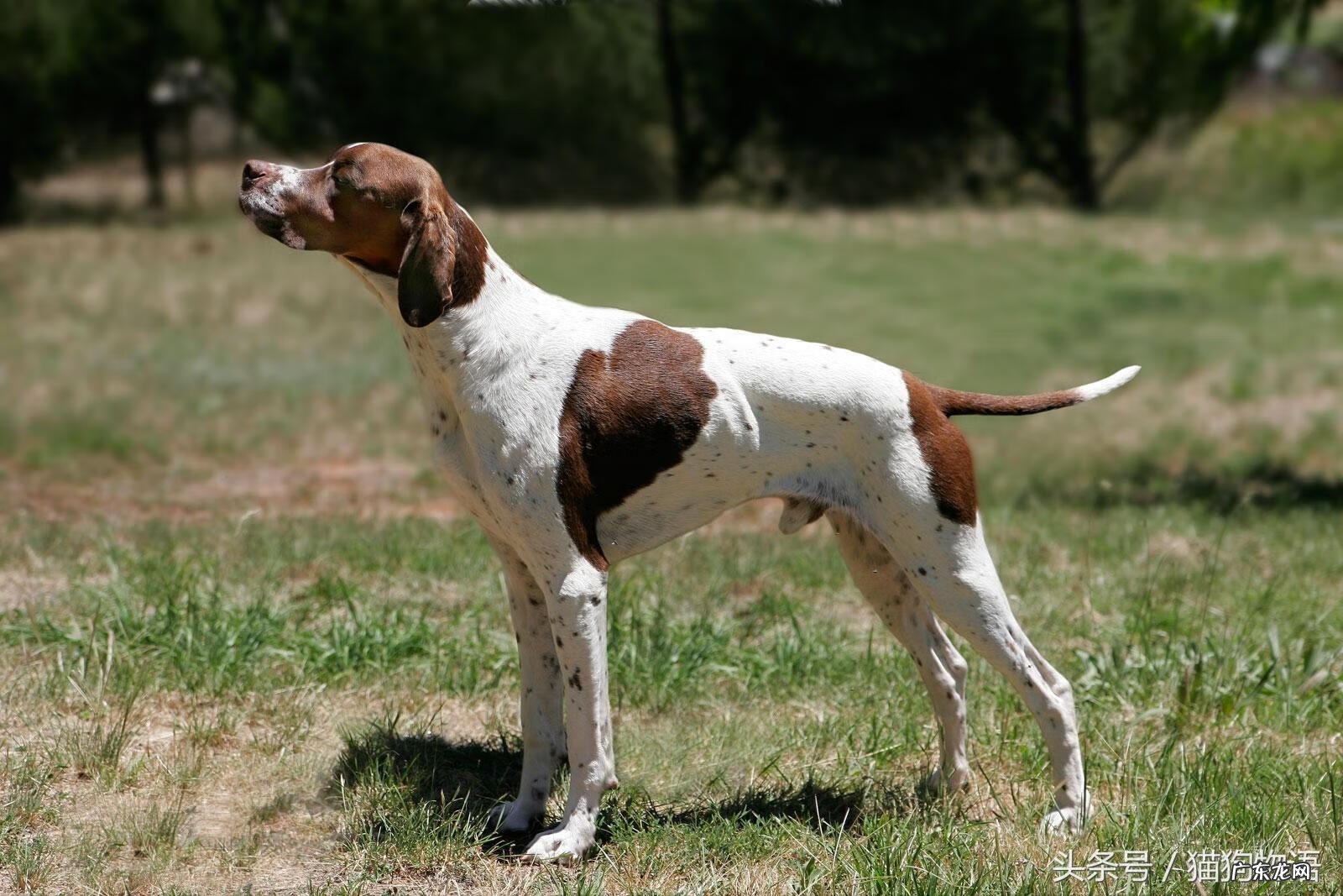 如何分辨波音达犬 波音达犬图片