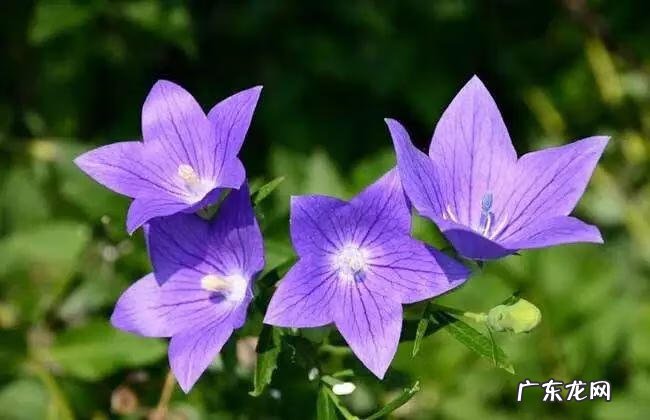 巧克力波斯菊图片 巧克力波斯菊是特殊