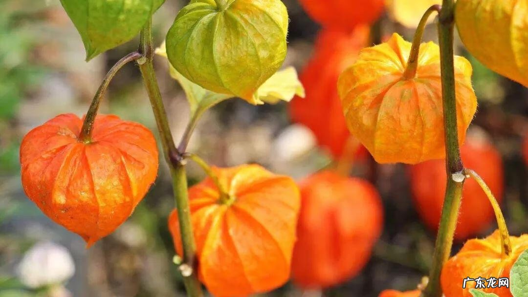 巧克力波斯菊图片 巧克力波斯菊是特殊