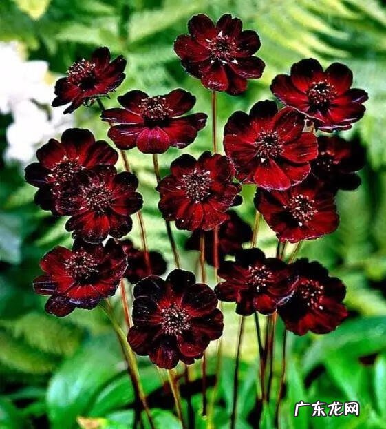 巧克力波斯菊图片 巧克力波斯菊是特殊