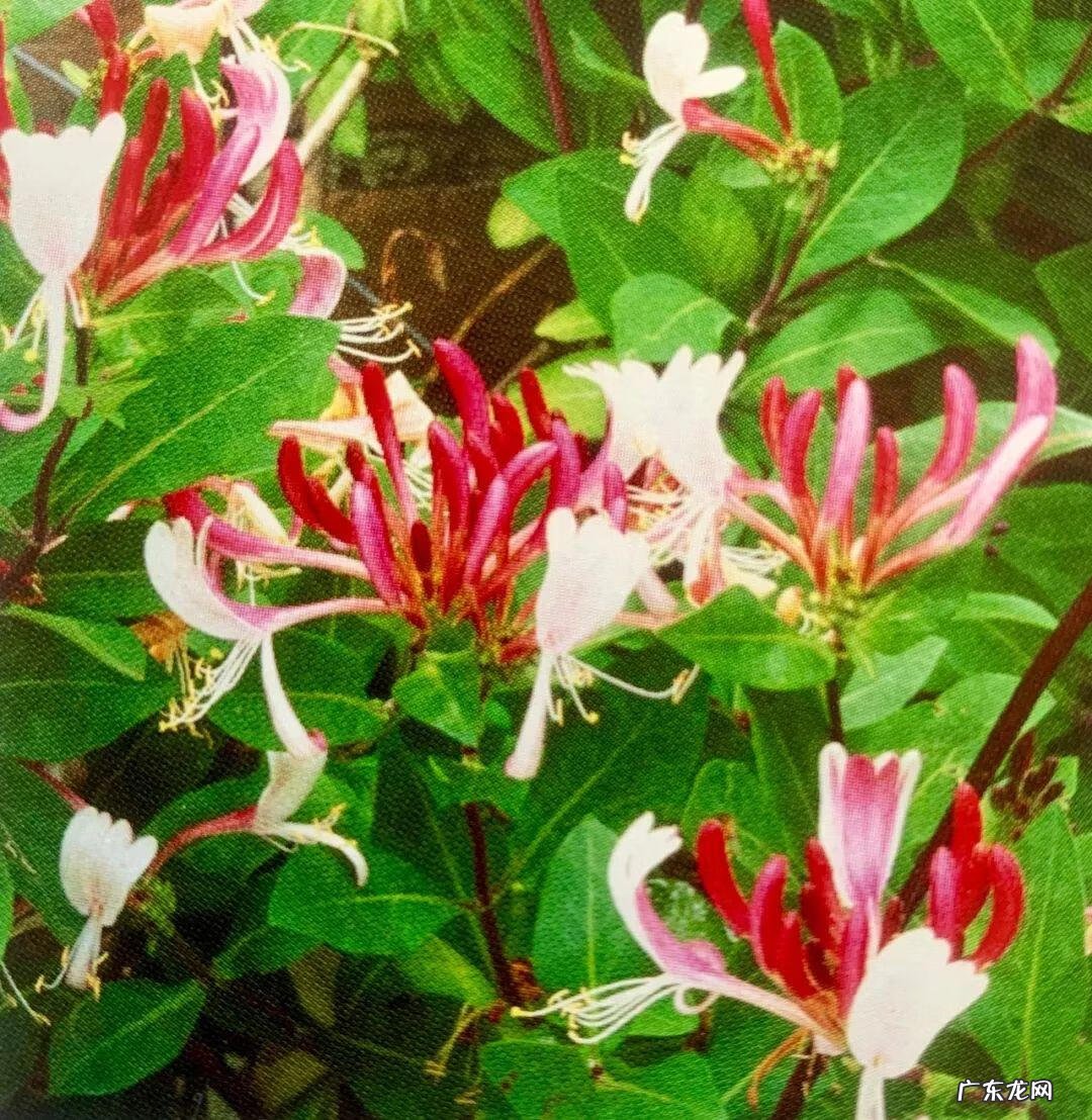 巧克力波斯菊图片 巧克力波斯菊是特殊