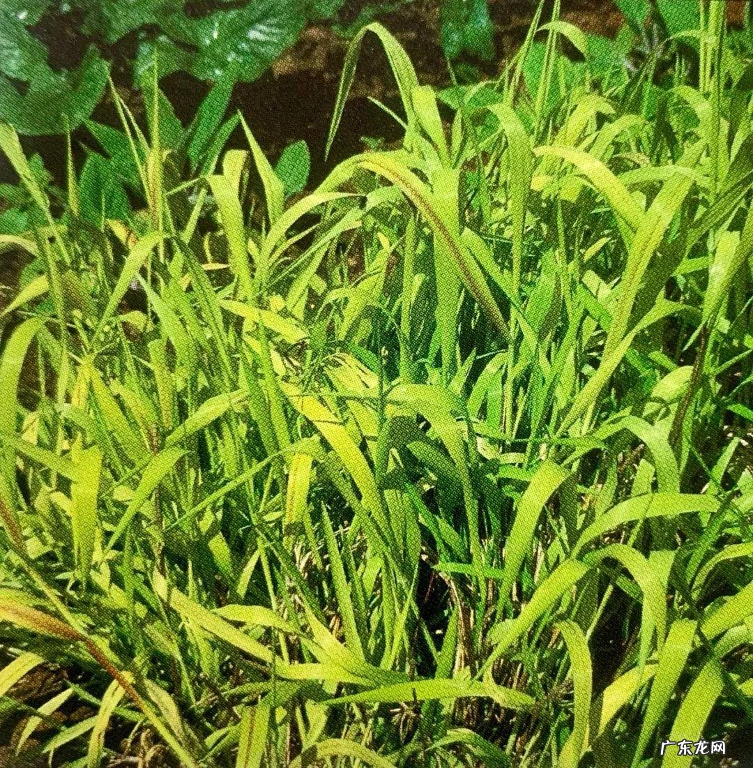 巧克力波斯菊图片 巧克力波斯菊是特殊