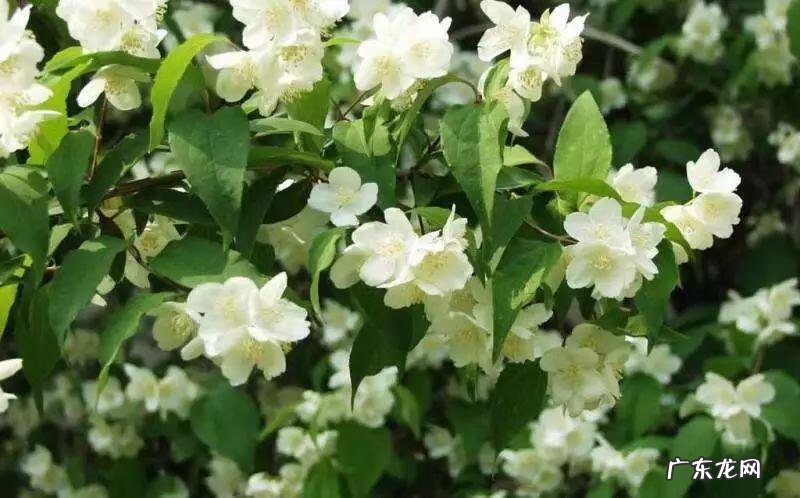 巧克力波斯菊图片 巧克力波斯菊是特殊