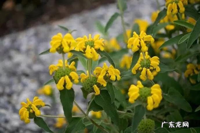 巧克力波斯菊图片 巧克力波斯菊是特殊