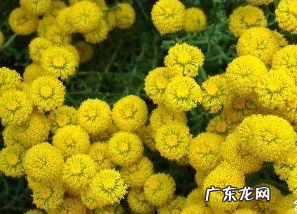 巧克力波斯菊图片 巧克力波斯菊是特殊