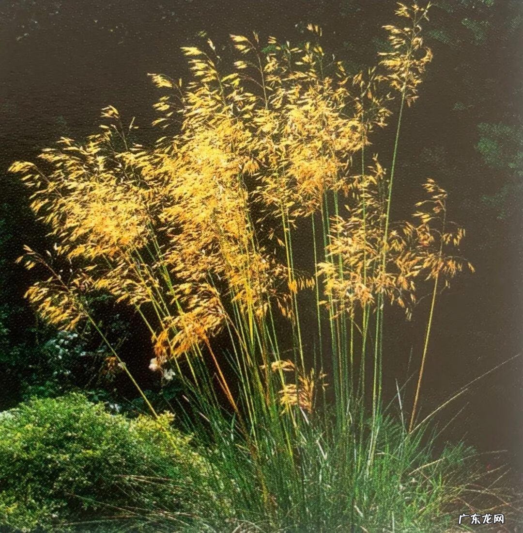 巧克力波斯菊图片 巧克力波斯菊是特殊