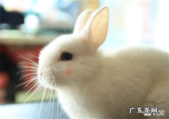 门口养兔子风水好不好 风水学家里可以养兔吗