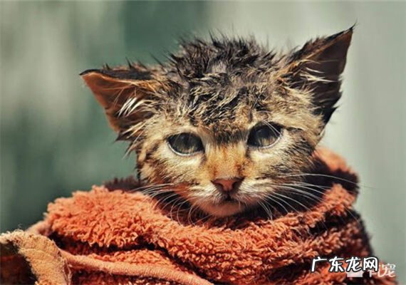 门口养兔子风水好不好 风水学家里可以养兔吗