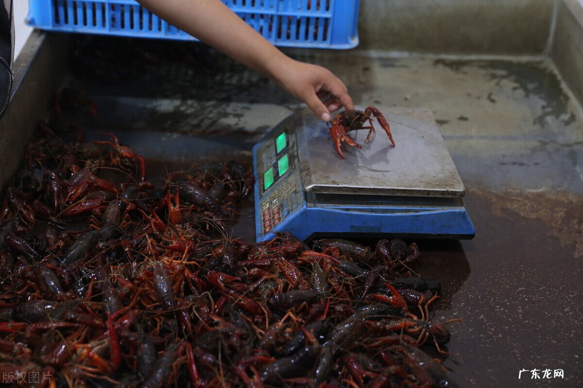 小红龙视频 小红龙虾