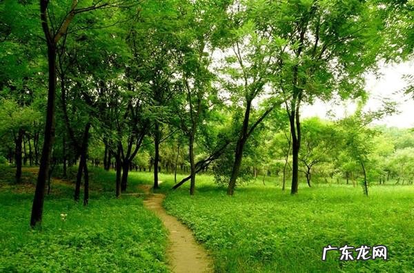 绿化的草坪在哪里买 绿化草坪养护