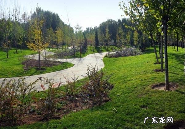 绿化的草坪在哪里买 绿化草坪养护