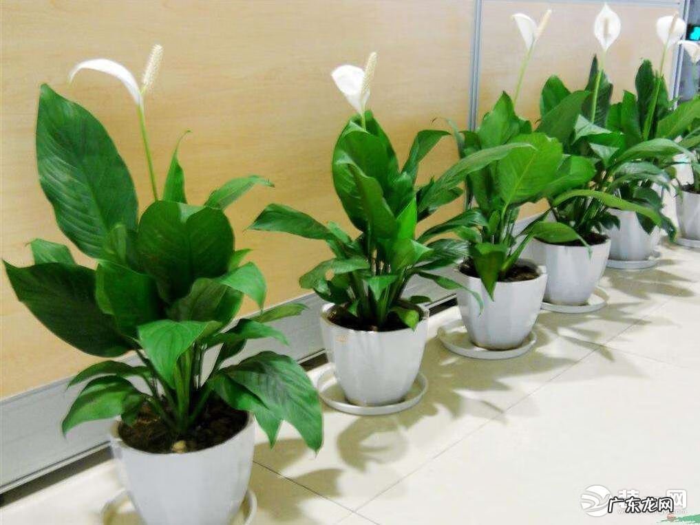 一帆风顺摆件风水 一帆风顺的风水作用