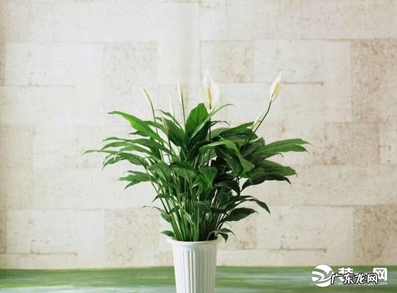 一帆风顺摆件风水 一帆风顺的风水作用