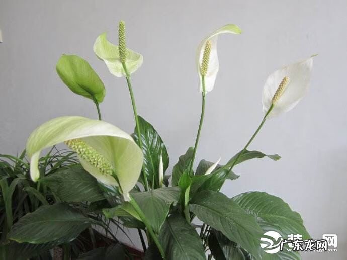 一帆风顺摆件风水 一帆风顺的风水作用