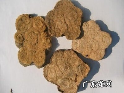 真正的何首乌图片 何首乌的功效有哪些