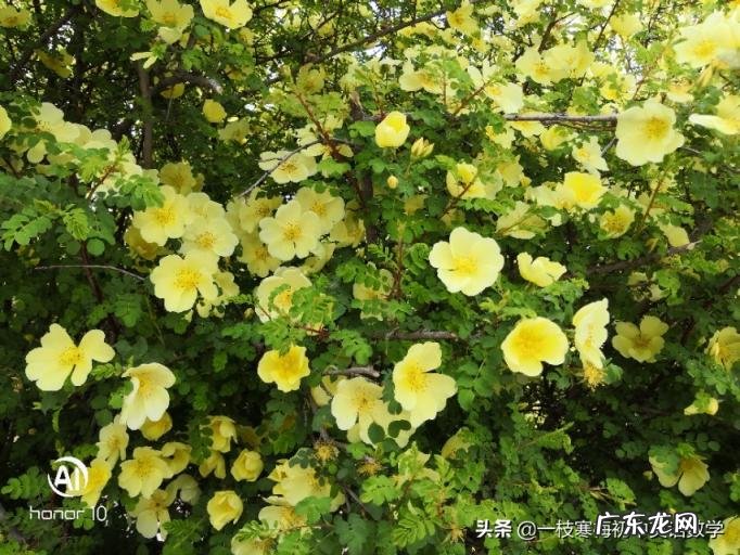 still怎么读音英语 still英语怎么说读