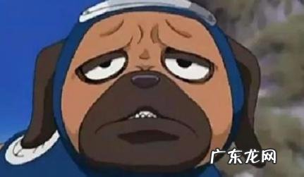 狗死后的七天主人要注意什么 狗死后的七天主人要注意什么事项