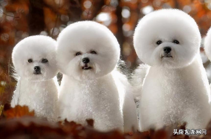 猪网名大全可爱女生 猪猪名字大全可爱