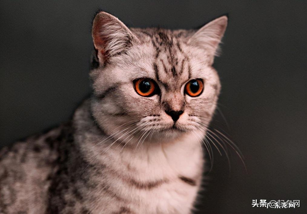 猪网名大全可爱女生 猪猪名字大全可爱