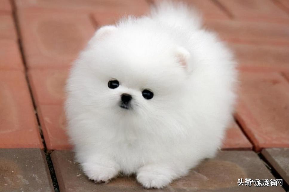 猪网名大全可爱女生 猪猪名字大全可爱