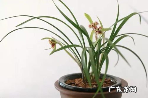 兰花象征着什么意义 蝴蝶兰花寓意及花语