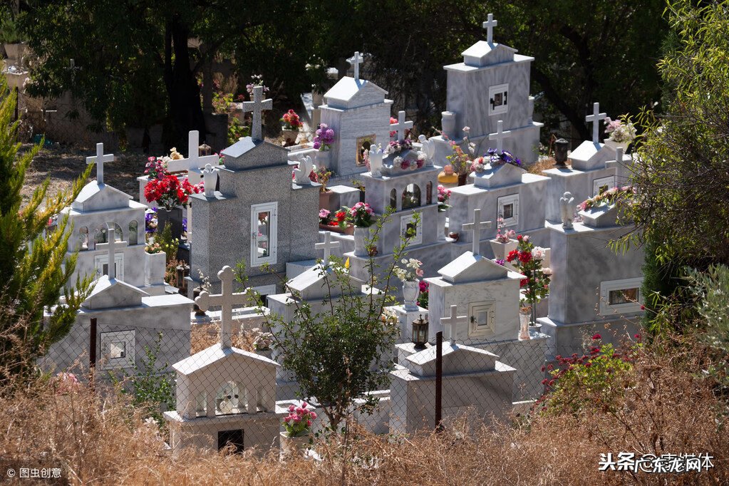 坟头长椿树有什么说法吗 坟上春树好吗