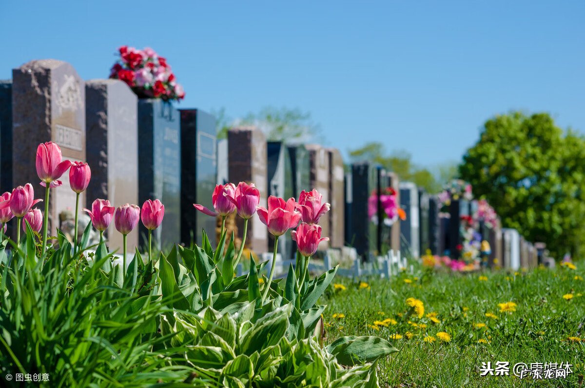 坟头长椿树有什么说法吗 坟上春树好吗
