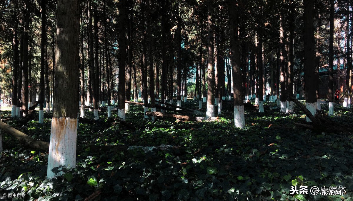 坟头长椿树有什么说法吗 坟上春树好吗