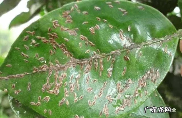 风水上虫行 什么治虫子