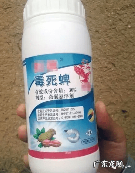 风水上虫行 什么治虫子