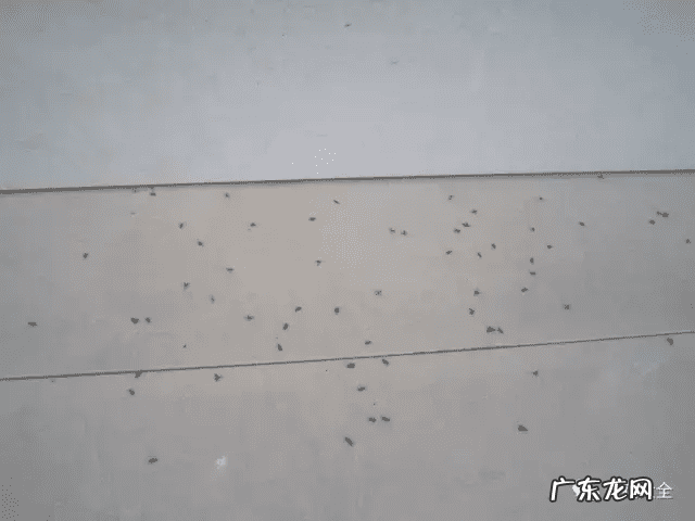 风水上虫行 什么治虫子