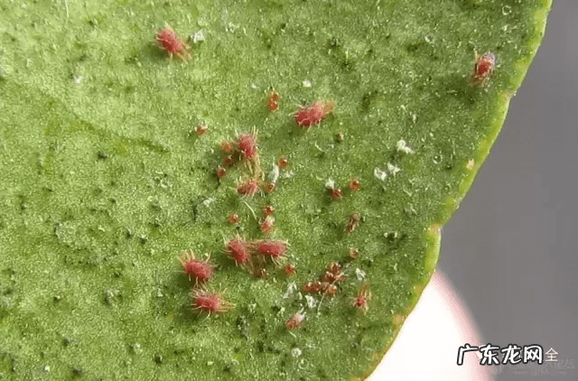 风水上虫行 什么治虫子