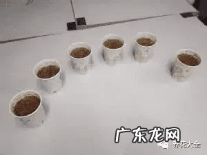 风水上虫行 什么治虫子