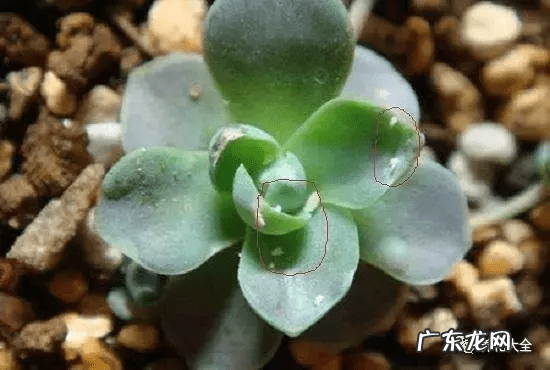 风水上虫行 什么治虫子